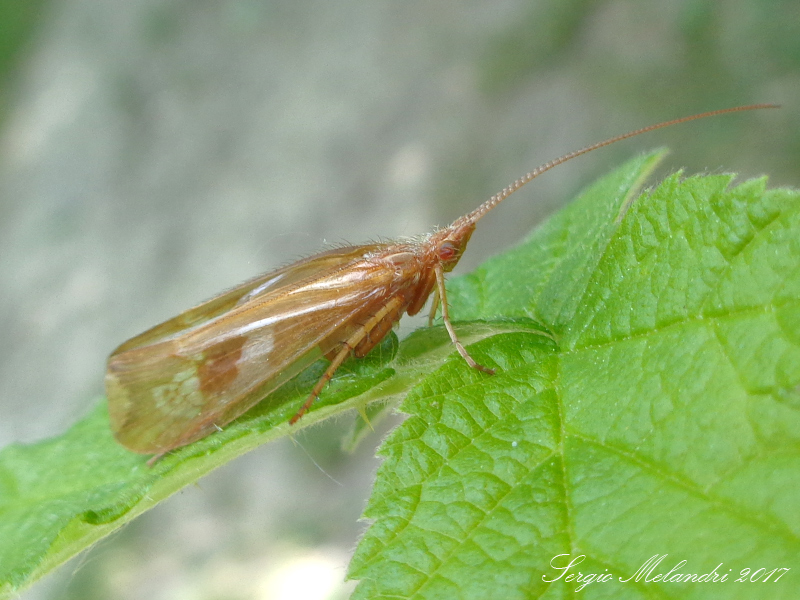 Limnephilidae: Limnephilus lunatus